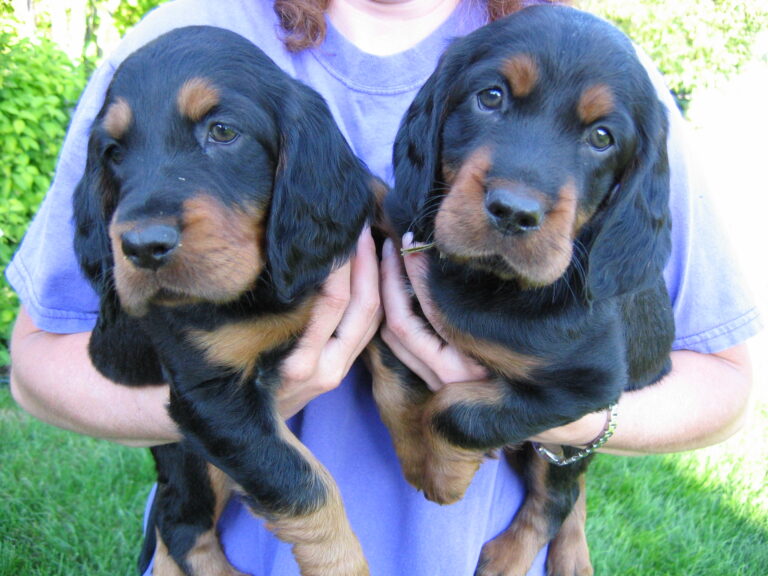 Gordon Setter Puppies For Sale Tamdhu Gordon Setters